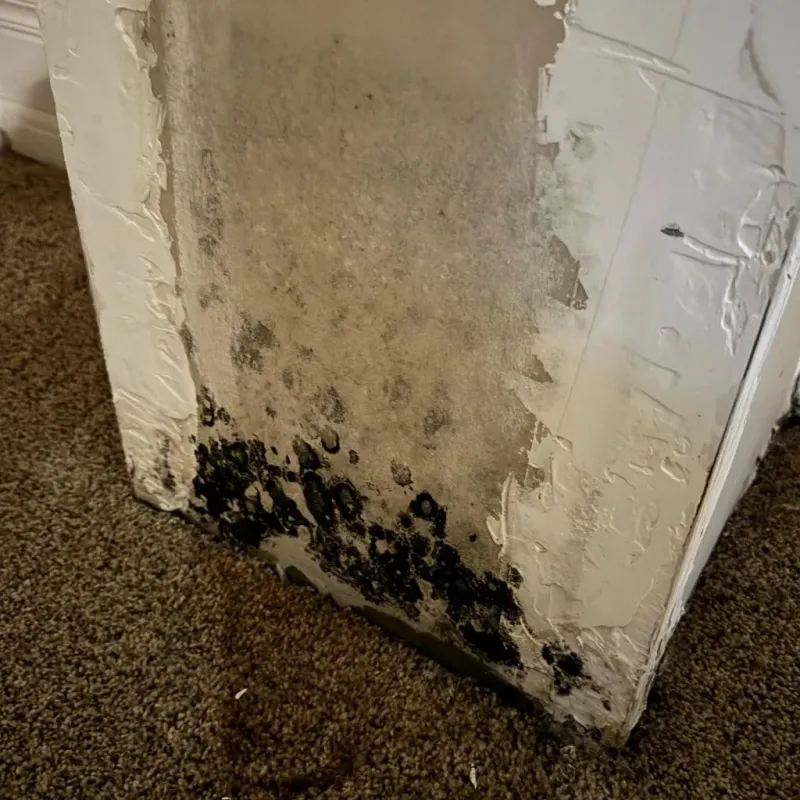 Professional Mold Removal in Cass County, IA
